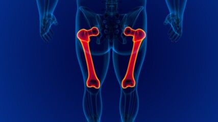 Human skeleton anatomy Femur Bone 3D Rendering © mybox