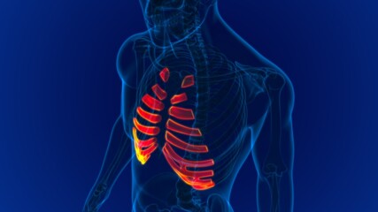 Human skeleton anatomy Costal Cartilage 3D Rendering © mybox