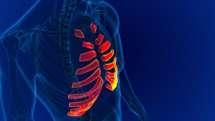 Human skeleton anatomy Costal Cartilage 3D Rendering © mybox