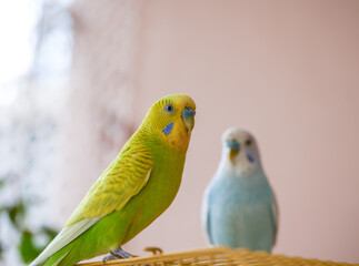 Naklejka premium Two cute pet parrots, yellow-green parrot and blue-white parrot