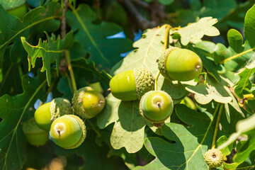 Obraz premium grüne Eicheln an einem Zweig
