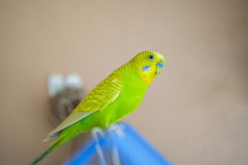 A cute yellow-green pet parrot