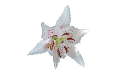 Fototapeta na wymiar White lily on white background