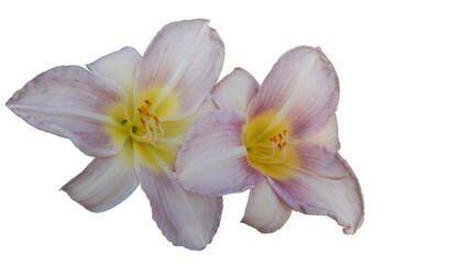 Fototapeta na wymiar two lilac daylily flowers on white background