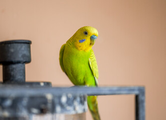 A cute yellow-green pet parrot