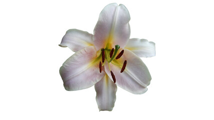 Fototapeta na wymiar lilac daylily flower on white background