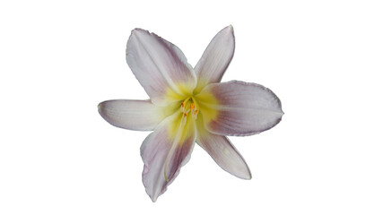 Naklejka na ściany i meble lilac daylily flower on white background
