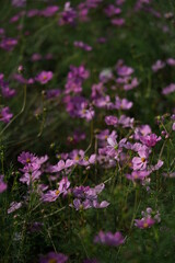 Fototapeta premium Light Pink Flower of Cosmos in Full Bloom 