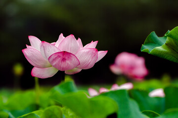 Lotus Flower With Raindrops At Ueno, Taito-ku, Tokyo Prefecture, Japan
