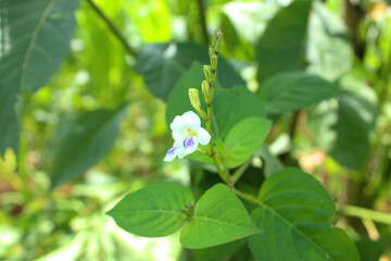 Little white wild flower in the garden