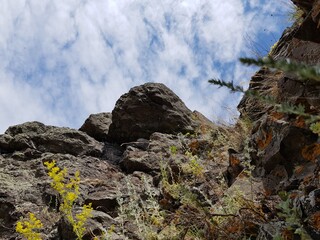 Flowers and moss grow on the rock