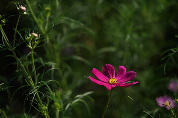 Light Pink Flower of Cosmos in Full Bloom
