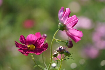 Light Pink Flower of Cosmos in Full Bloom
