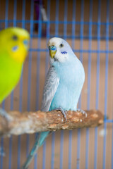 Two cute pet parrots, yellow-green parrot and blue-white parrot