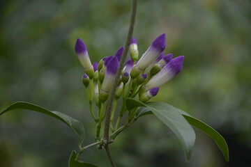 purple flower in the garden