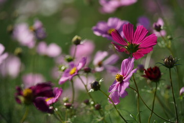 Obraz premium Light Purple Flower of Cosmos in Full Bloom 