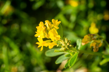 Beautiful yellow flower on a green background.