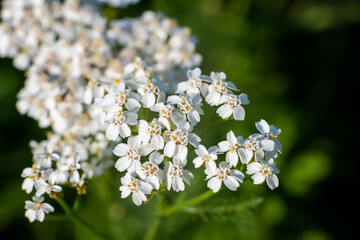 Beautiful white wildflower on a green background.