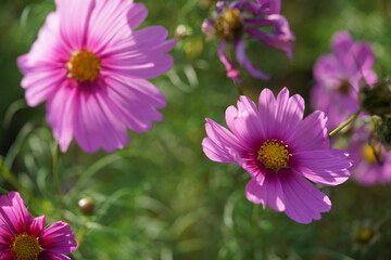 Obraz premium Light Pink Flower of Cosmos in Full Bloom 