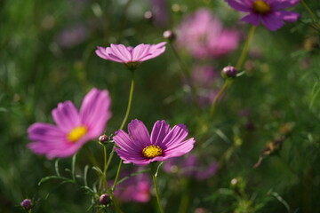 Obraz premium Light Pink Flower of Cosmos in Full Bloom 