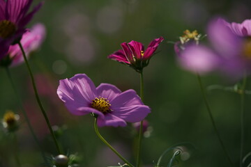 Obraz premium Light Pink Flower of Cosmos in Full Bloom 