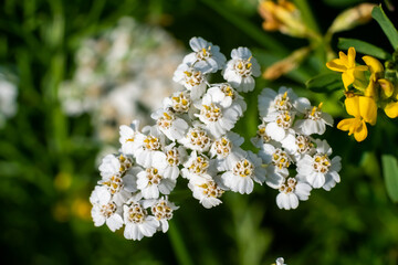 Beautiful white wildflower on a green background.