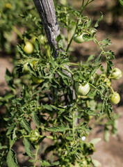 Details with young green organic tomatoes in an organic outdoors garden.