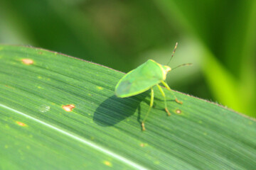 Stink bug on the green leaf, The green stink bug is an insect in the blur background farm.
