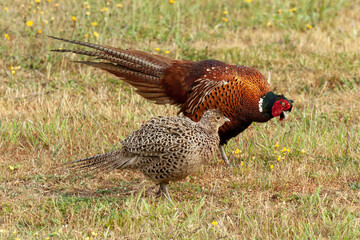 Pheasant courtship and mating ritual display 01