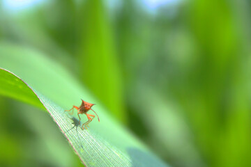 Bug on the green leaf, The brown corn stink bug or rice ear bug is an insect in the blur background farm.
