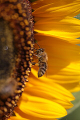 bee bees on flower collecting honey in summer season macro photography