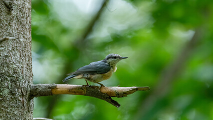 Kleiber, bird, natur, wild lebende tiere, ast, tier, blau, wild, baum, gelb,