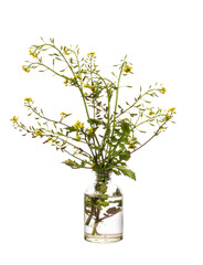 White mustard (mustard) in a glass vessel on a white background