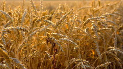 Rich harvest Concept. Wheat field with ears of golden wheat close up. Beautiful Agricultural Field Sunset Landscape.