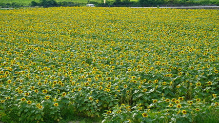 ひまわり畑