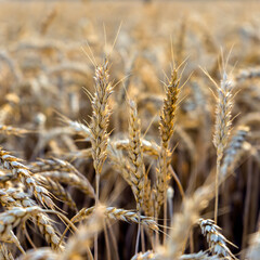 Wheat field close up. Background of ripening ears of meadow wheat field. Rich harvest Concept