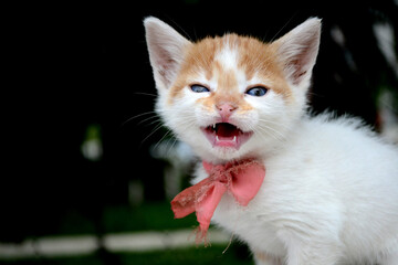 cute yellow white color kitten stray cat with red tie
