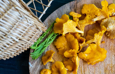 Wild Chanterelle mushrooms on the table next to the basket