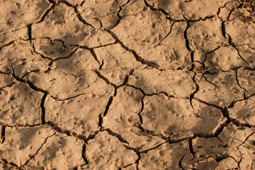 Dry deserted and cracked soil