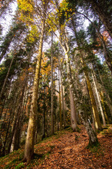 autumn forest in the morning