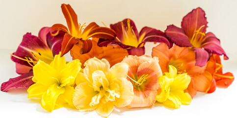 Obraz na płótnie Canvas Banner of bright fresh multi-colored lilies