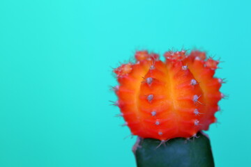 Pomarańczowy kwiat kaktusa macro z bliska na jasnoniebieskim tle neaonowe kolory