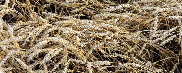 Banner wheat field with ears of golden wheat. Rich harvest Concept.