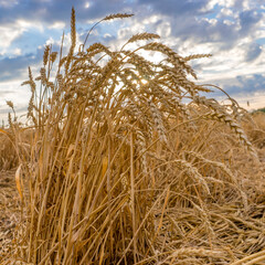 Barley Field in period harvest on background sunset cloudy sky.