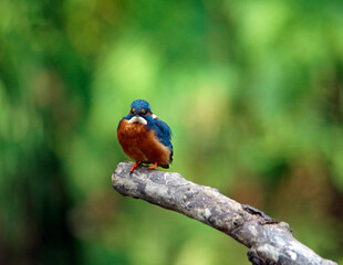 Common kingfisher fishing along the river banks