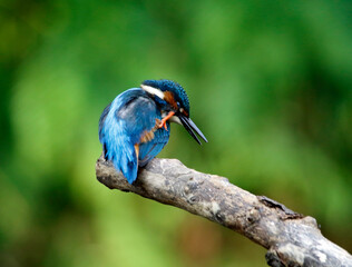 Common kingfisher fishing along the river banks