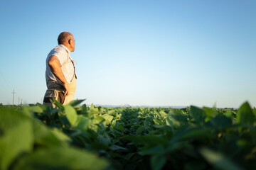 Senior farmer agronomist in soybean field overlooking and checking crops before harvest. Organic...