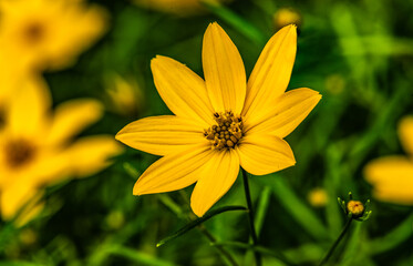 Obraz premium Coreopsis verticillata, closeup