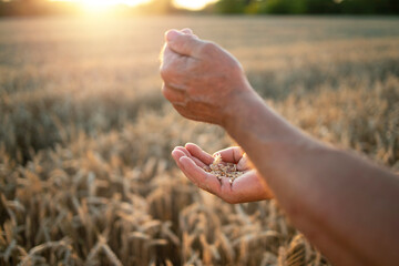 Farmers hands and wheat crops in the field. Successful harvest.