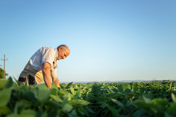 Senior hardworking farmer agronomist in soybean field checking crops before harvest. Organic food production and cultivation.